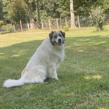 Entry image for Bear