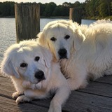 Entry image for Rani and Murphy