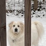 Entry image for Jaxon
