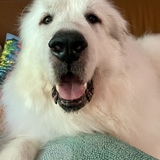 Entry image for Beau