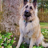 Entry image for Murphy
