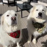 Entry image for Loki and Leila