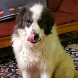 Entry image for Benny
