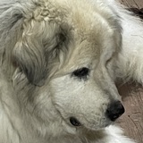 Entry image for Casey