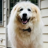 Entry image for Daisy