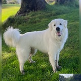 Entry image for Olaf