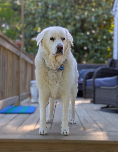 Entry image for Willow. Clicking this image will show a larger photo