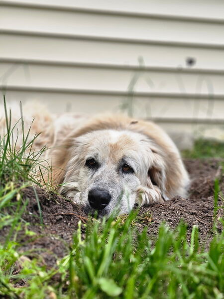 Entry image for Brownie. Clicking this image will show a larger photo