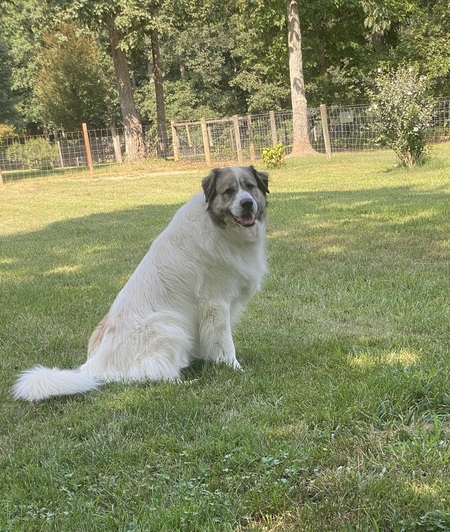 Entry image for Bear. Clicking this image will show a larger photo