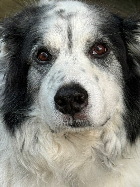 Entry image for Winston. Clicking this image will show a larger photo
