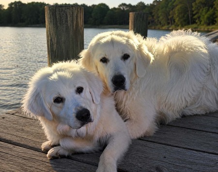 Entry image for Rani and Murphy. Clicking this image will show a larger photo
