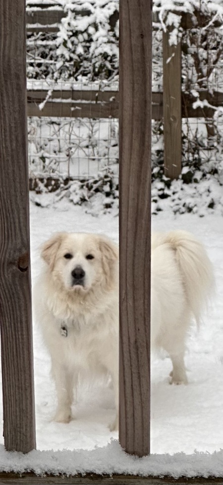 Entry image for Jaxon. Clicking this image will show a larger photo