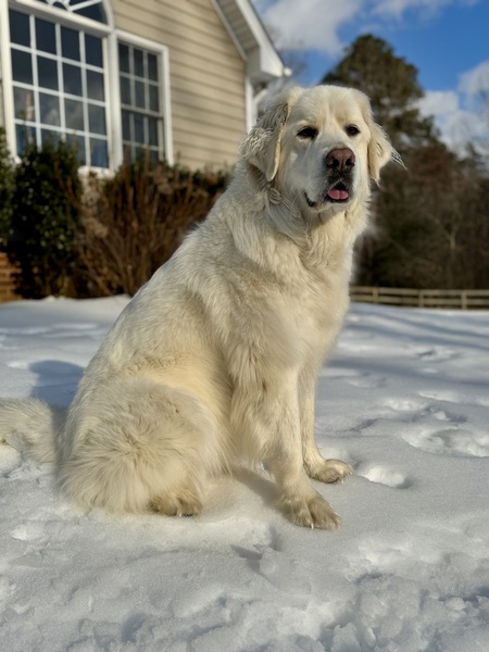 Entry image for Maddie. Clicking this image will show a larger photo