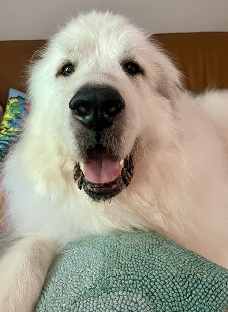 Entry image for Beau. Clicking this image will show a larger photo