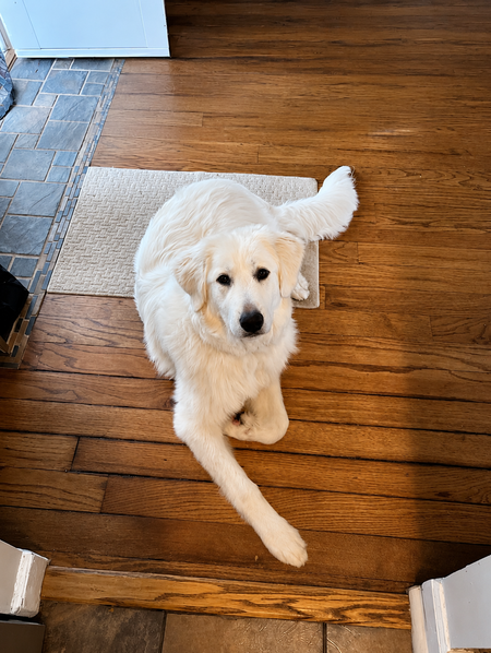 Entry image for Luna. Clicking this image will show a larger photo