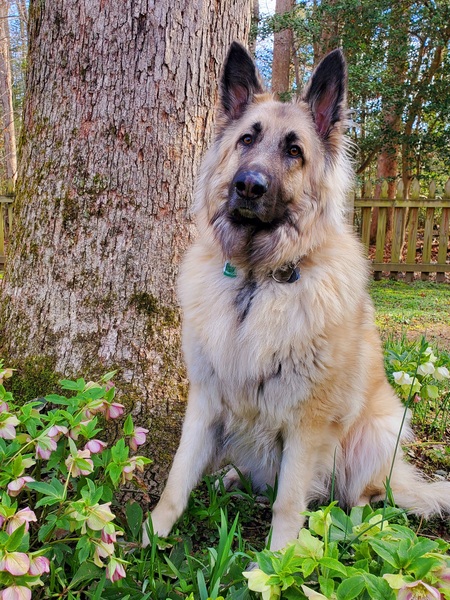 Entry image for Murphy. Clicking this image will show a larger photo