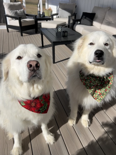 Entry image for Loki and Leila. Clicking this image will show a larger photo