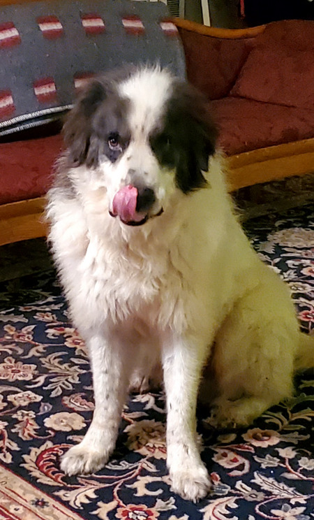 Entry image for Benny. Clicking this image will show a larger photo