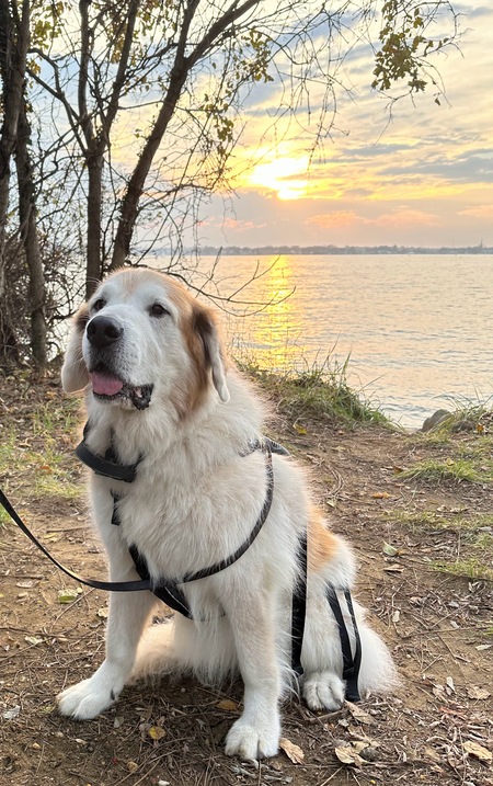 Entry image for Toby. Clicking this image will show a larger photo