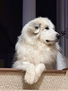 Entry image for Cassie. Clicking this image will show a larger photo