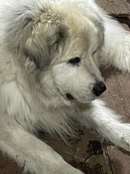 Entry image for Casey. Clicking this image will show a larger photo