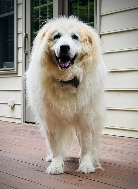 Entry image for Daisy. Clicking this image will show a larger photo