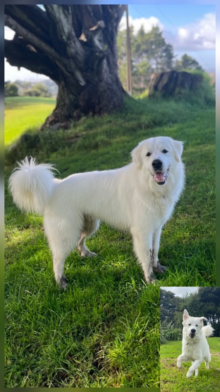 Entry image for Olaf. Clicking this image will show a larger photo