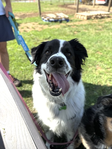 Entry image for Milo. Clicking this image will show a larger photo