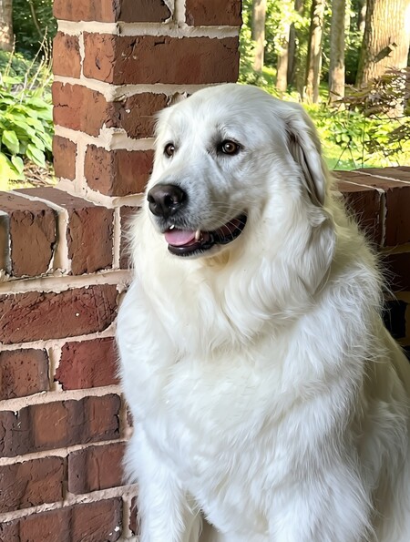 Entry image for Jovie. Clicking this image will show a larger photo