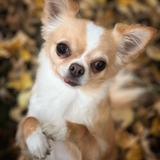 Entry image for Sandy