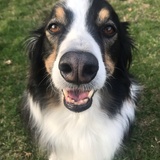 Entry image for Jake