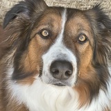 Entry image for Louie