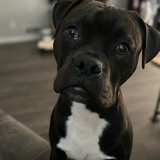 Entry image for Quint