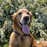 Entry image for Siamsa