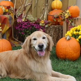 Entry image for Hannah