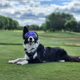 Entry image for Nyxi