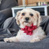 Entry image for Polly