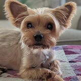 Entry image for Ally