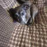 Entry image for Lilly 