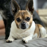 Entry image for Archie