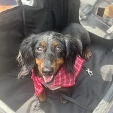 Entry image for Daisy