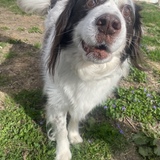 Entry image for Ozzy