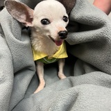 Entry image for Norbert