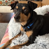 Entry image for Iamus