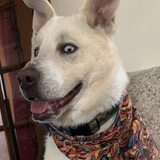 Entry image for Kodak