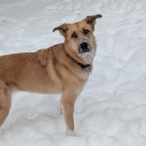 Entry image for Brie