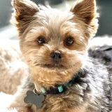 Entry image for Binks