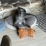 Entry image for Truman 