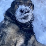 Entry image for Jake