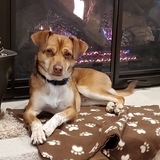 Entry image for Pancho